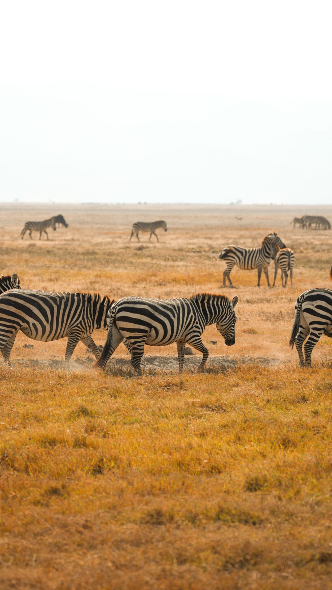 Zebre nella savana del Serengeti