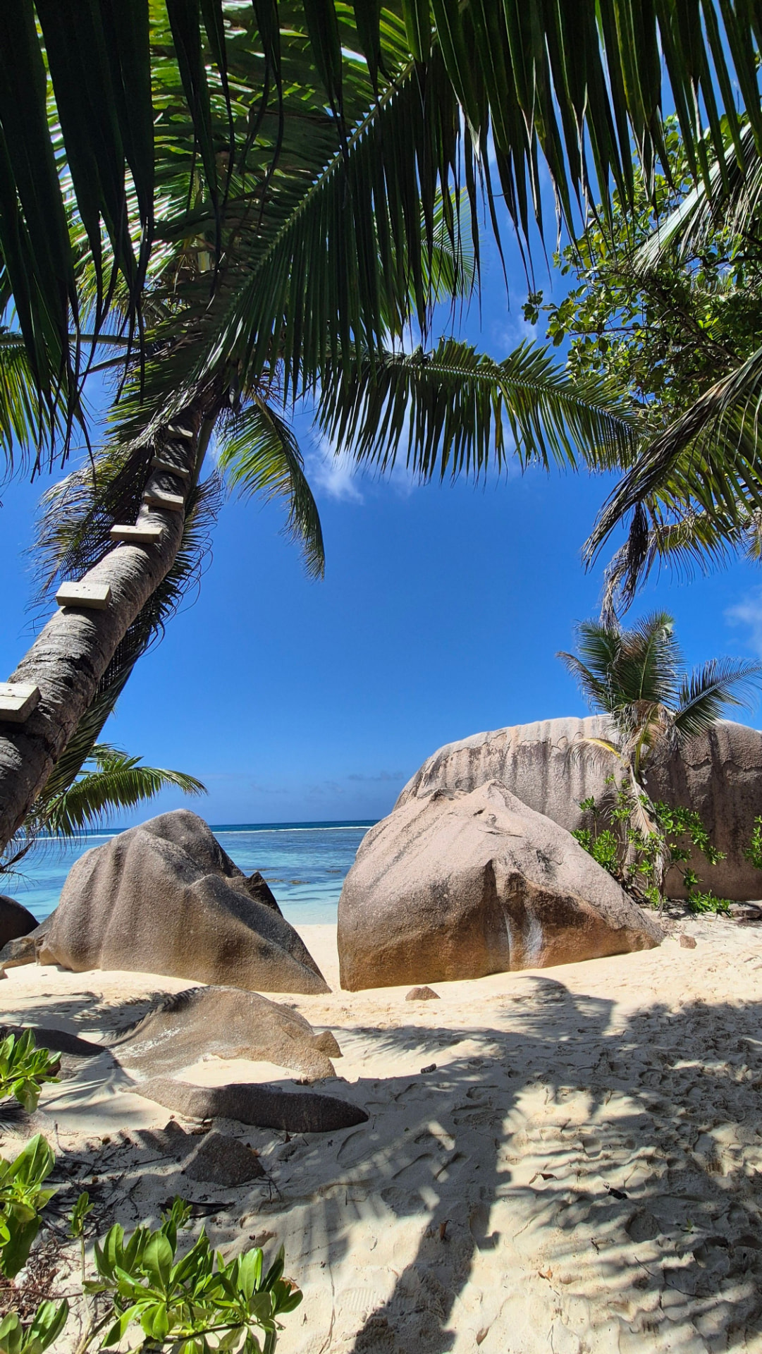 Spiaggia con palmi e graniti alle Seychelles